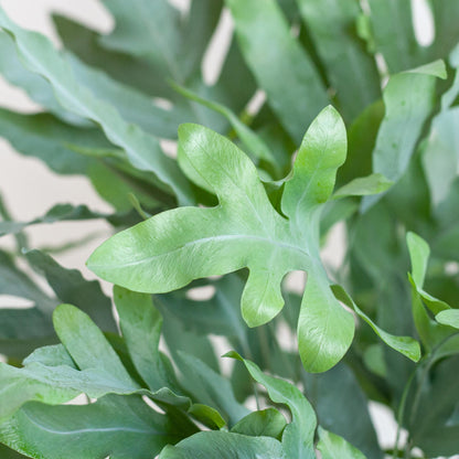 Phlebodium aureum 'Blue Star' | Kamerplant | Blauwvaren | met Mand