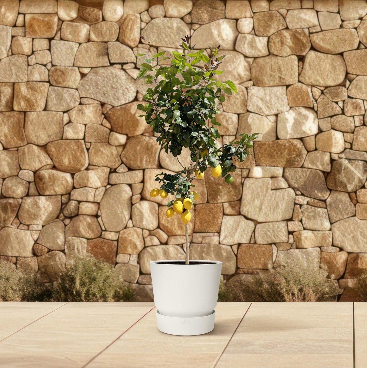 Citrus Lemon Boom – Citroenboom voor Binnen & Buiten – Geurende Bloemen ; Verse Vruchten