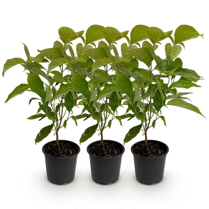 3 x Cornus mas | Tuinplant | Gele kornoelje