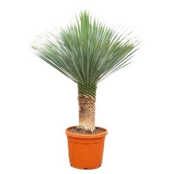 Yucca Rostrata - 140 - 160cm - Ø55. Palmachtige plant - Woestijnkoning