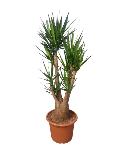 Yucca Elephantipes vertakt | Mega plant - Planttoday