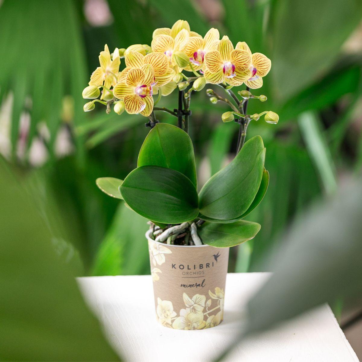 Gele Phalaenopsis Orchidee