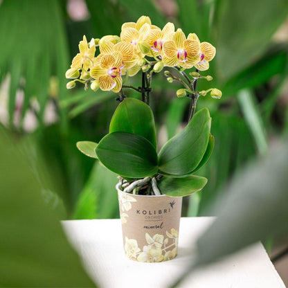 Gele Phalaenopsis Orchidee