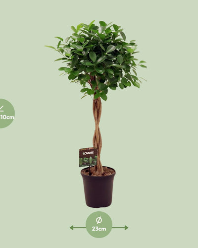 Groene kamerplant met volle kroon voor halfschaduw