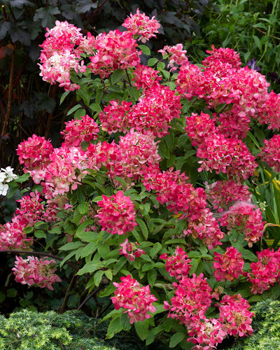 Pluimhortensia Hydrangea Pink Diamond 3 planten, witte tot roze bloemtrossen, bladverliezende tuinplant voor border en tuin