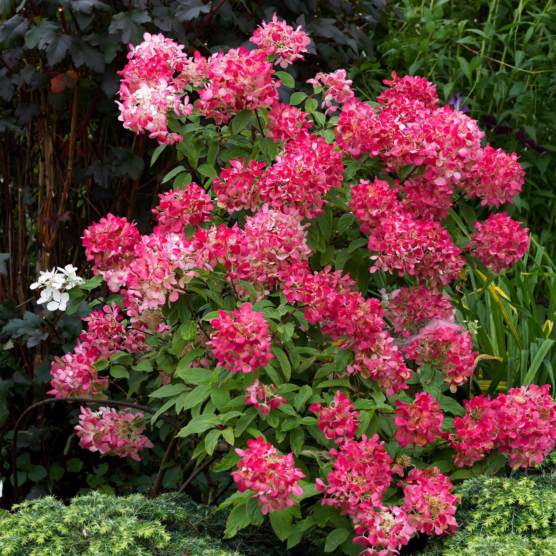 Pluimhortensia Hydrangea Pink Diamond 3 planten, witte tot roze bloemtrossen, bladverliezende tuinplant voor border en tuin