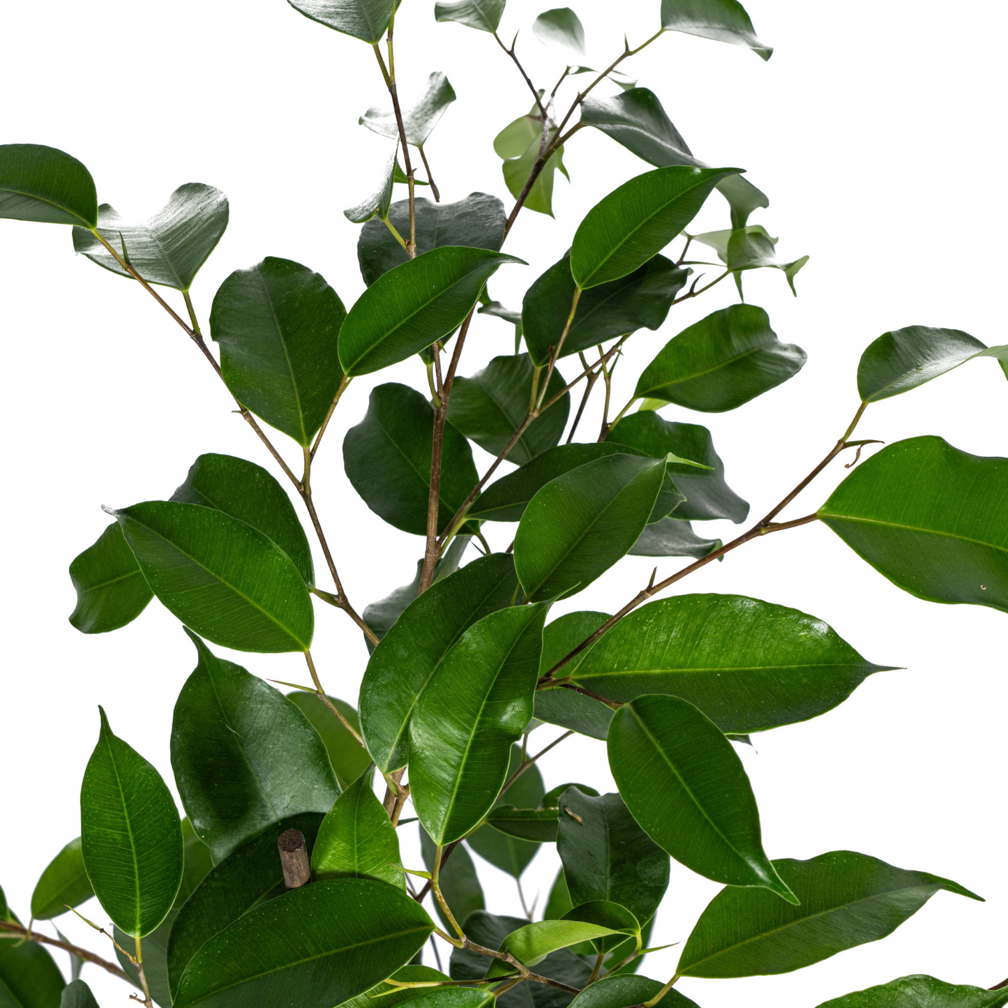 Ficus benjamina 'Exotica' | Treurvijg | Kamerplant