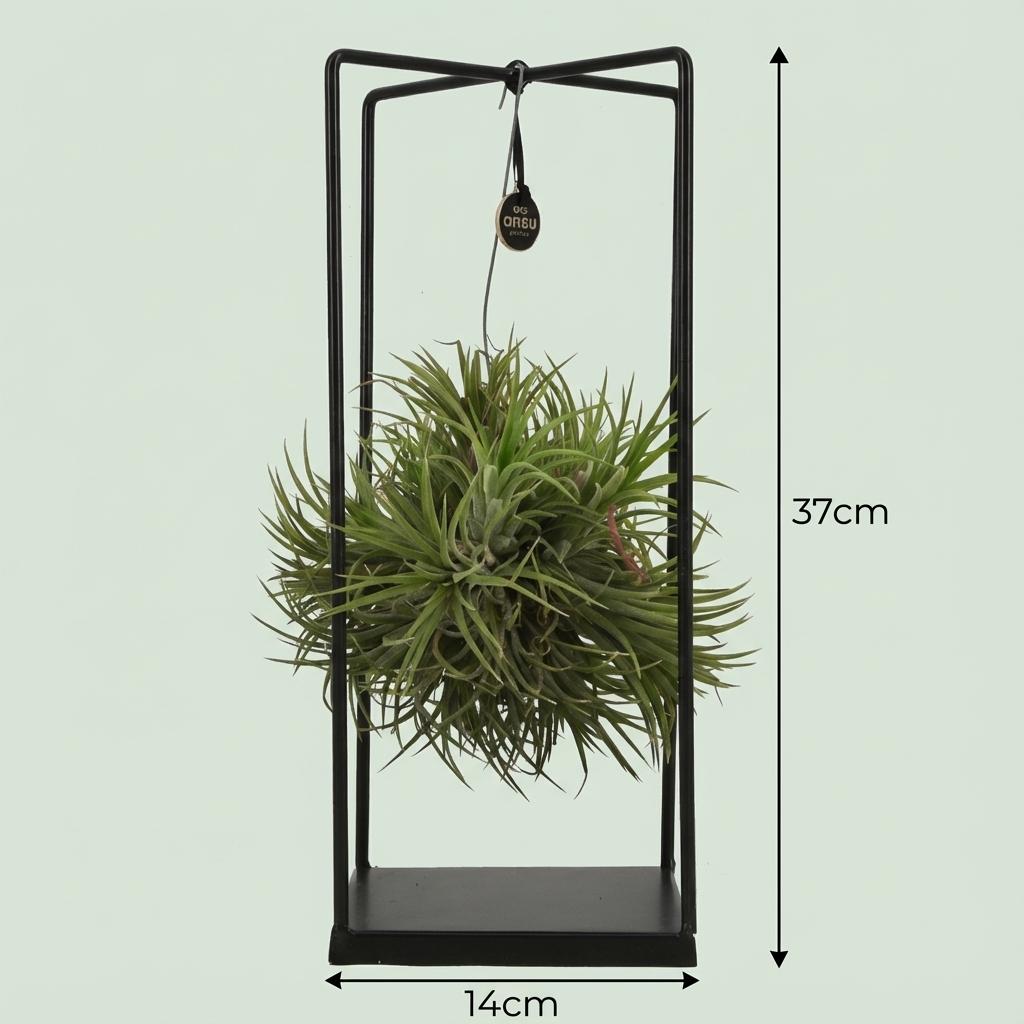 Tillandsia | Luchtplant in Decor | Kamerplant