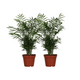 2x Chamaedorea elegans | Binnenpalm | Mexicaanse Bergpalm
