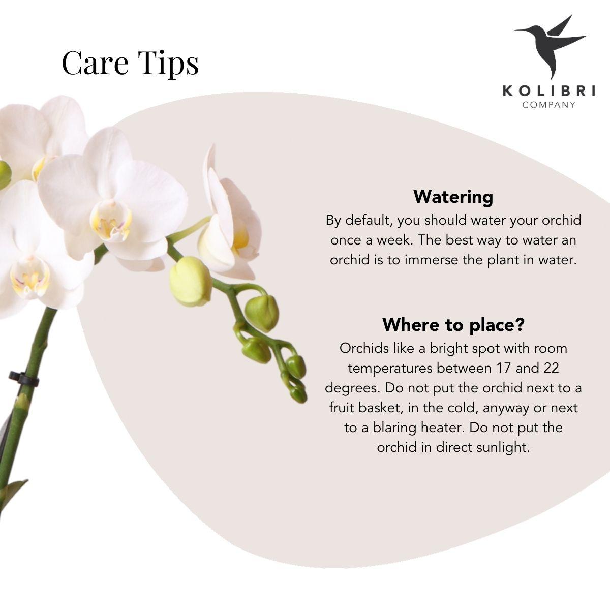 Witte Phalaenopsis Orchidee ‘Lausanne’ + Bubble Pot Black – Pot Ø9 cm | Bloeiende Kamerplant – Vers van de Kweker