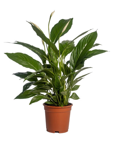 Spathiphyllum Vivaldi Peace Lily kamerplant met glanzende groene bladeren en witte bloemen in pot van 17 cm, hoogte 70 cm, luchtzuiverende en onderhoudsarme plant voor binnen, woonkamer of kantoor