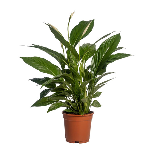 Spathiphyllum Vivaldi Peace Lily kamerplant met glanzende groene bladeren en witte bloemen in pot van 17 cm, hoogte 70 cm, luchtzuiverende en onderhoudsarme plant voor binnen, woonkamer of kantoor