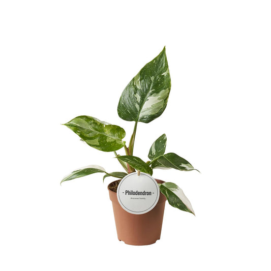 Philodendron White Princess kamerplant – Ø12 cm, 30 cm hoog – zeldzame Philodendron met witte bontgekleurde bladeren.
