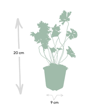 Geranium Rozanne Buitenplant | Ooievaarsbek