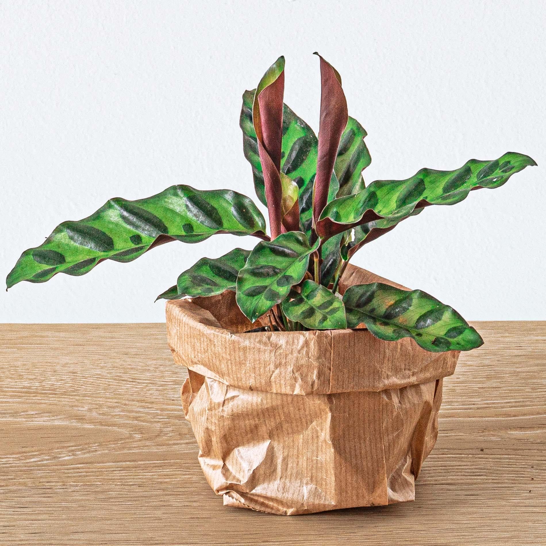 Calathea Lancifolia Pauwenplant tropisch blad