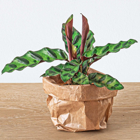 Calathea Lancifolia Pauwenplant tropisch blad