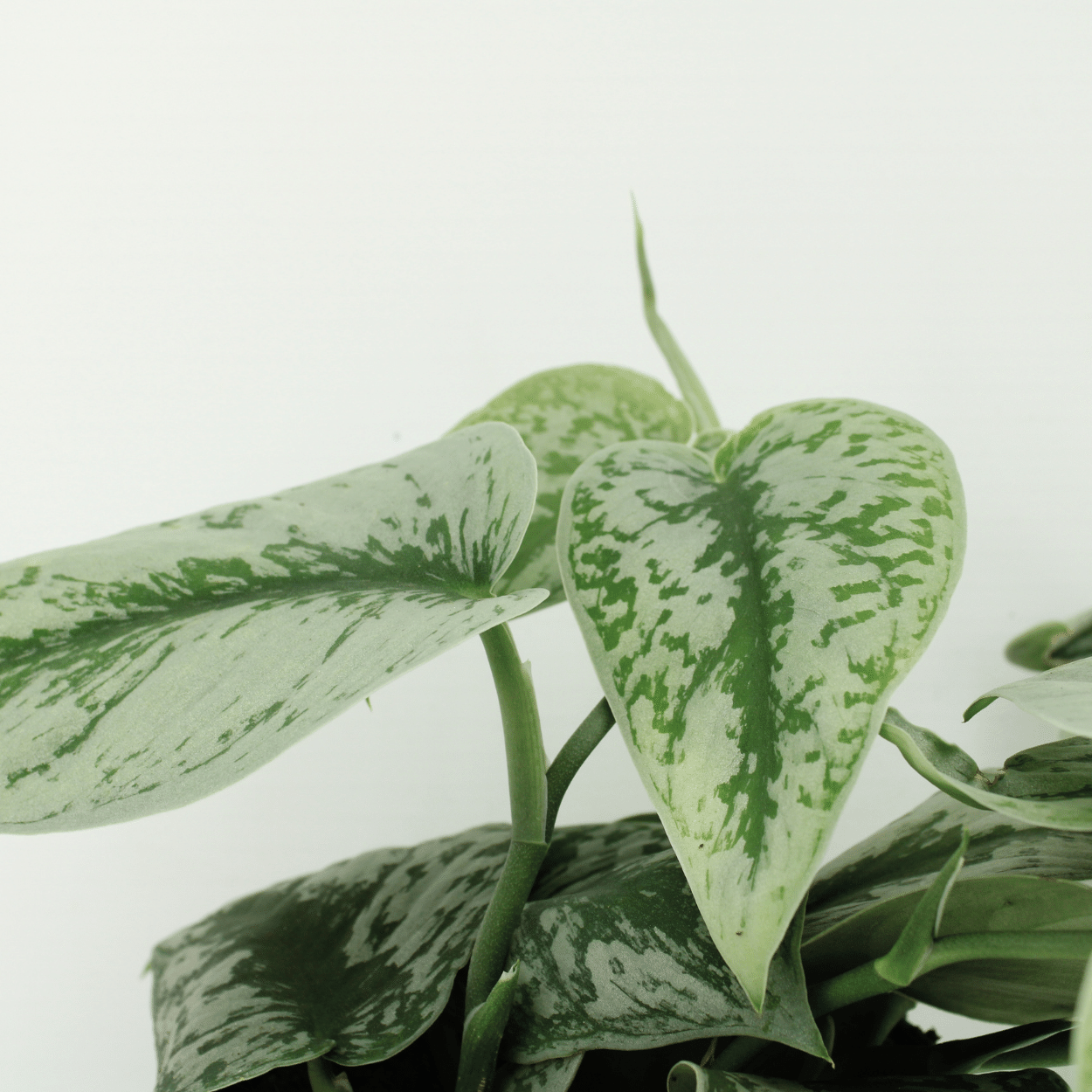 Scindapsus Pictus Trebie Epipremnum, hang- of klimplant in Ø12 cm pot. Planttoday