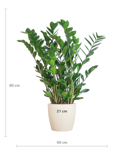 Zamioculcas Zamiifolia Kamerplant | ZZ Plant | met wit pot