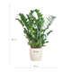 Zamioculcas Zamiifolia Kamerplant | ZZ Plant | met wit pot