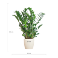Zamioculcas Zamiifolia Kamerplant | ZZ Plant | met wit pot