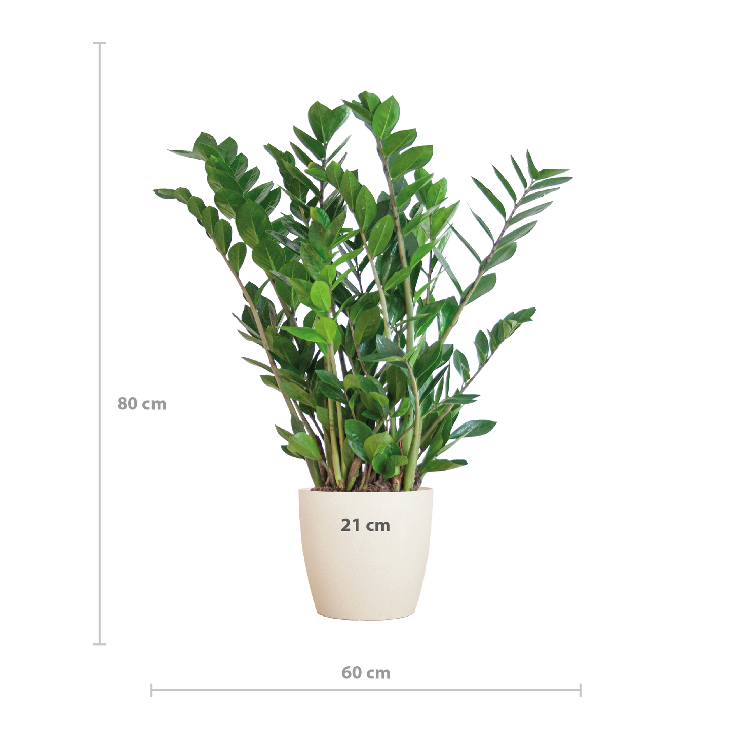 Zamioculcas Zamiifolia Kamerplant | ZZ Plant | met grijze pot