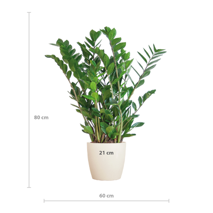 Zamioculcas Zamiifolia Kamerplant | ZZ Plant | met grijze pot