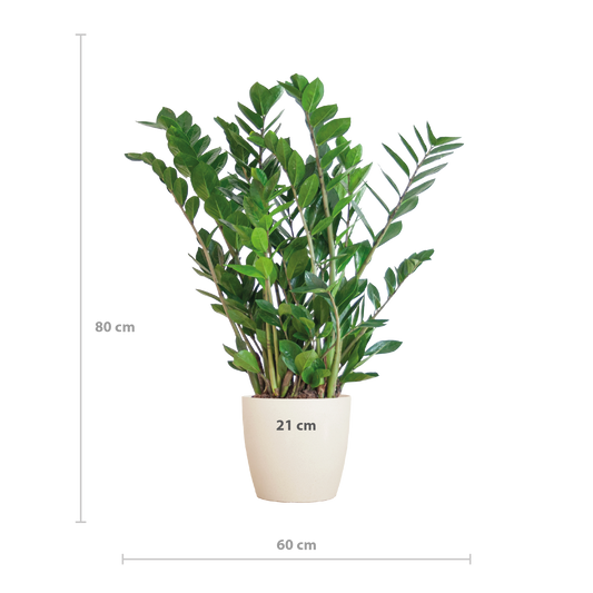 Zamioculcas Zamiifolia Kamerplant | ZZ Plant | met grijze pot
