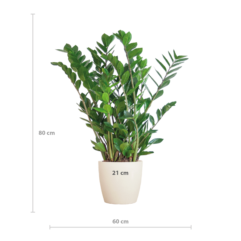 Zamioculcas Zamiifolia Kamerplant | ZZ Plant | met wit pot