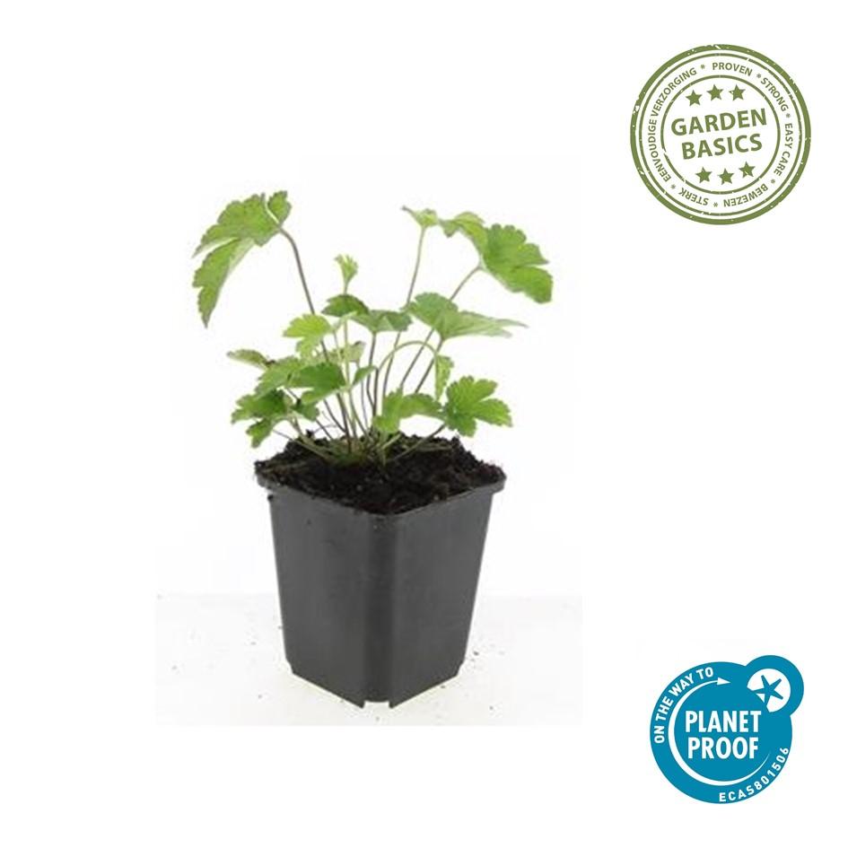 Anemone tom. 'Robustissima' paars-blauwe bloemen in bloembed