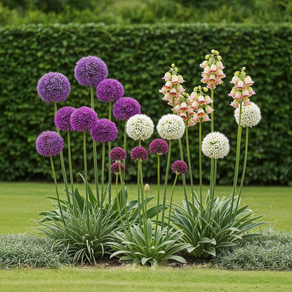 Bulb Garden Mix Allium – 80 bloembollen in diverse kleuren – cadeauverpakking