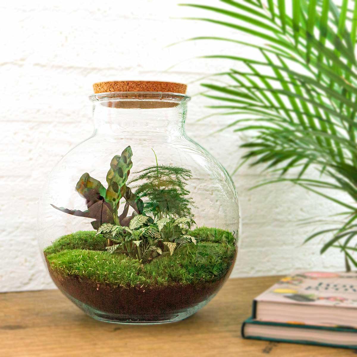 DIY planten terrarium Bolder Bob met LED-verlichting
