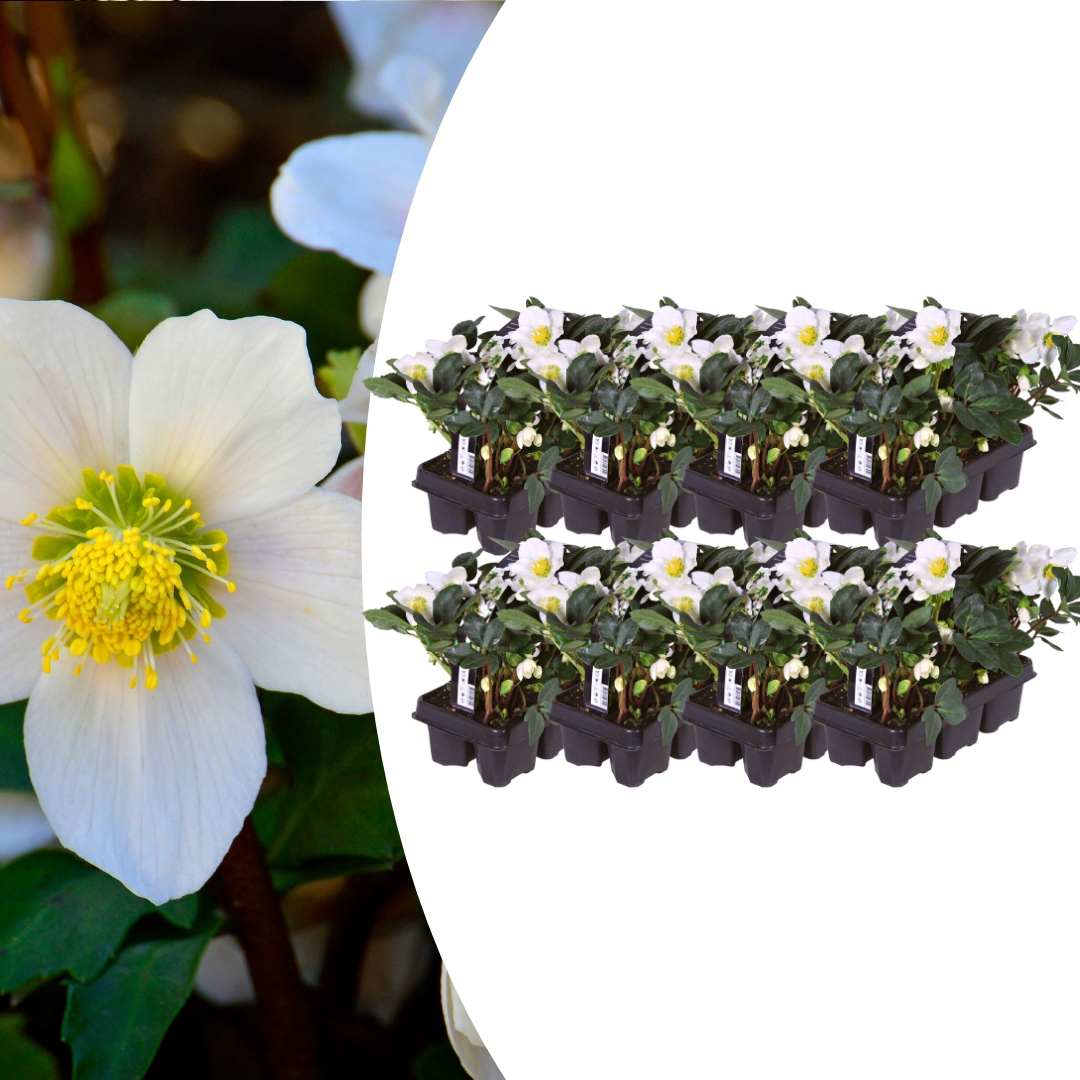 Helleborus niger ‘Christmas Carol’ – set van 48 winterbloeiende kerstrozen met witte bloemen, winterhard en onderhoudsarm, verkrijgbaar bij Plant To Day.