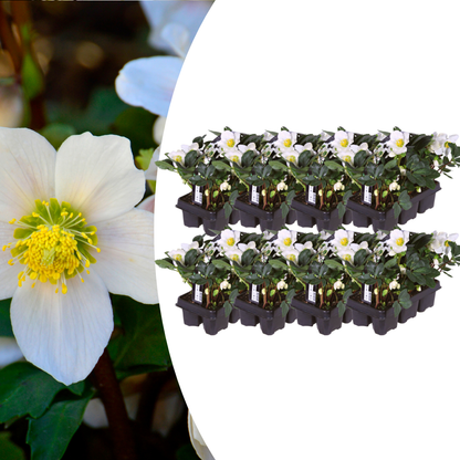 Helleborus niger ‘Christmas Carol’ – set van 48 winterbloeiende kerstrozen met witte bloemen, winterhard en onderhoudsarm, verkrijgbaar bij Plant To Day.