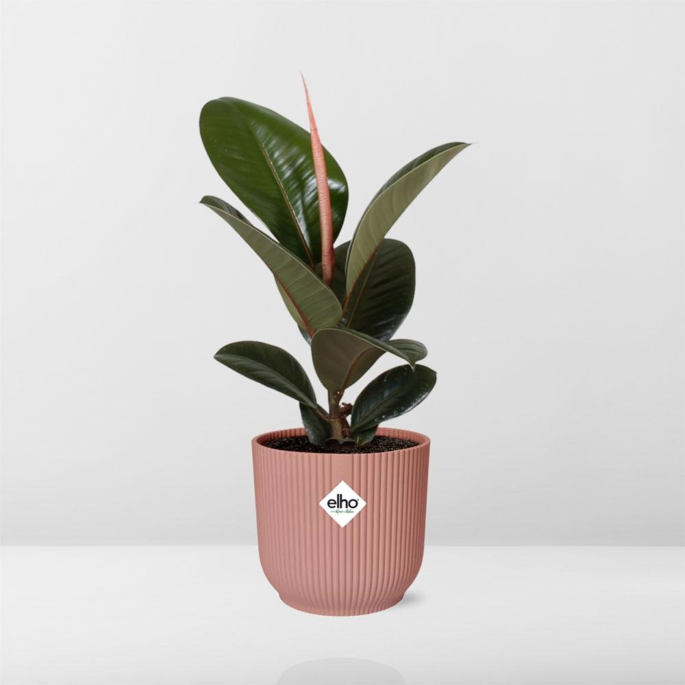 Ficus Kamerplant – Luchtzuiverende Groenblijver – Makkelijke Plant voor Binnen – In Decoratieve Pot van Elho