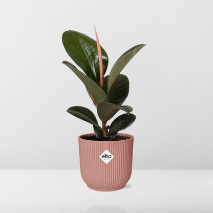 Ficus Kamerplant – Luchtzuiverende Groenblijver – Makkelijke Plant voor Binnen – In Decoratieve Pot van Elho
