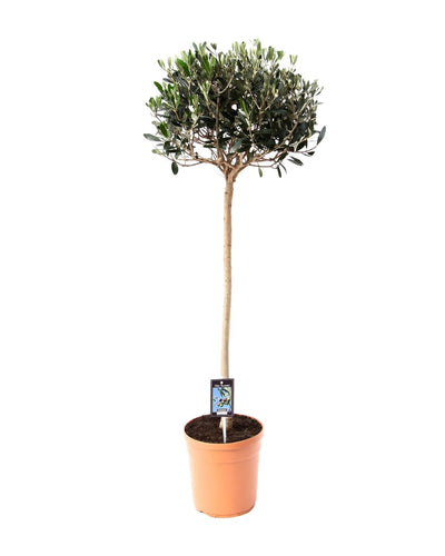 Olijf Olea | Tuin of Terrasplant