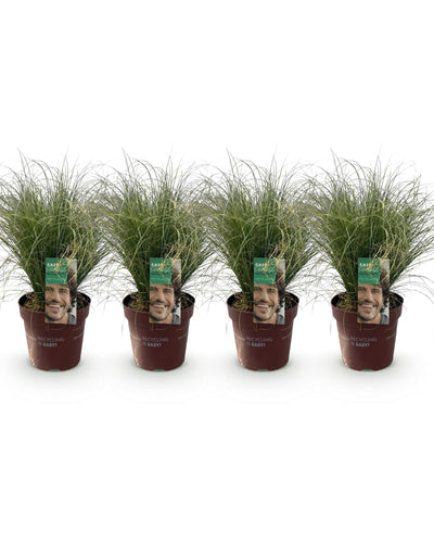 Carex comans Frosted Curls – set van 4 siergrassen in pot Ø17 cm. bij Planttoday