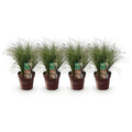 Carex comans Frosted Curls – set van 4 siergrassen in pot Ø17 cm. bij Planttoday