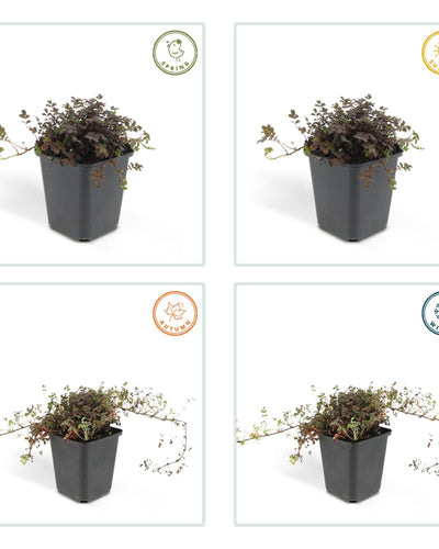 Acaena microphylla 'Kupferteppich' – Prachtige bodembedekker