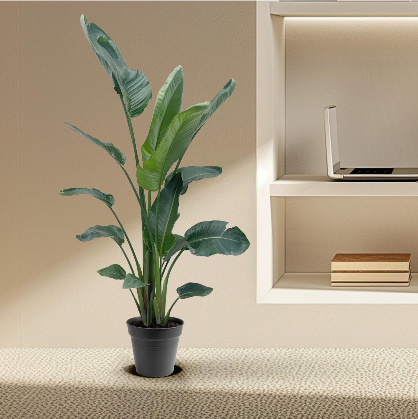 Strelitzia Nicolai XXL | Mega Kamerplant