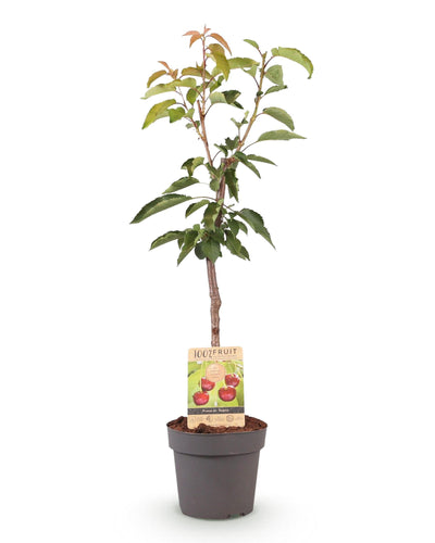 Prunus avium ‘Regina’ kersenboom in pot Ø 21 cm met groene bladeren en bloesems