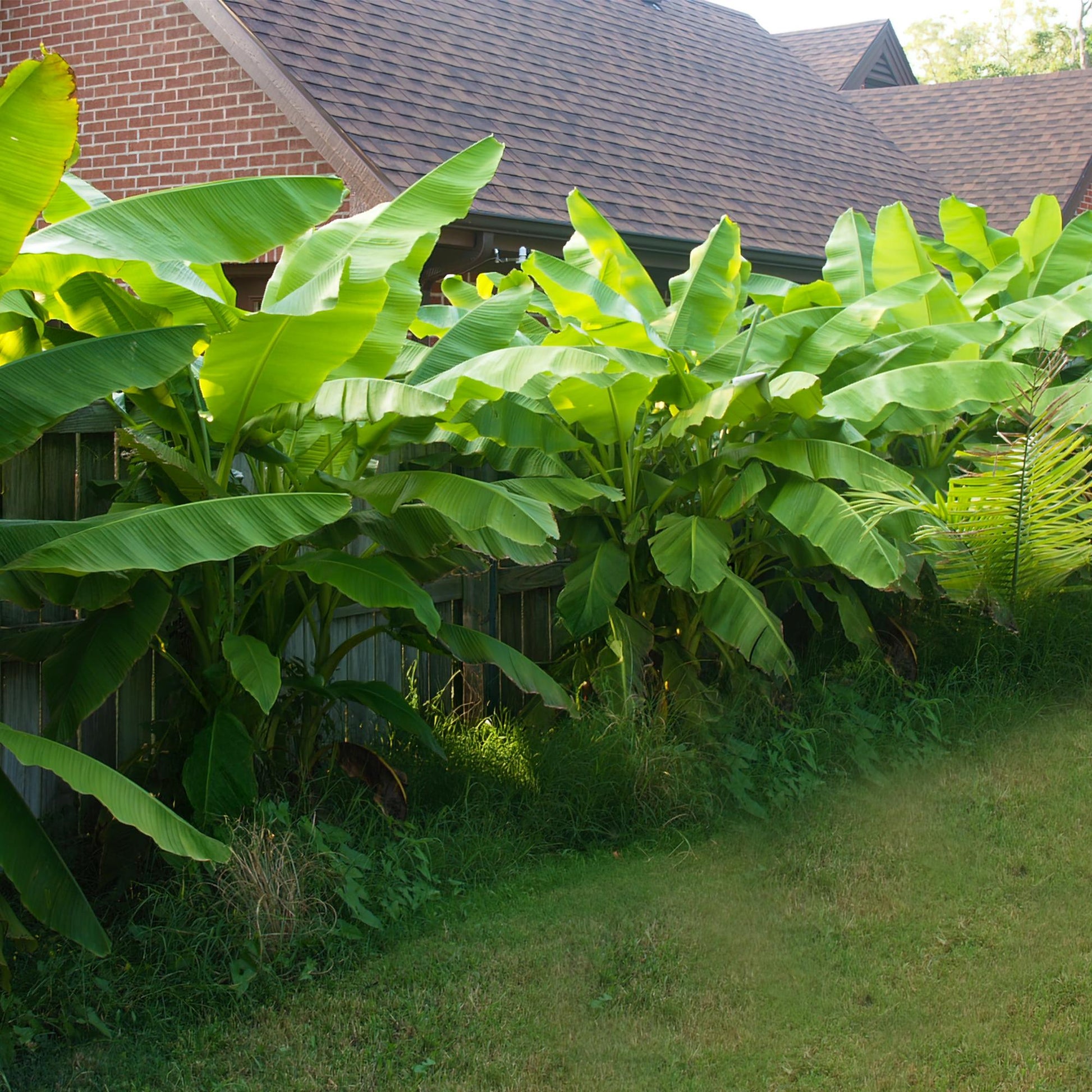 Musa Basjoo bananenplant 6 stuks, winterharde fruitplant met grote groene bladeren voor tuin, border en balkon. intratuin, green bubble fleur direct