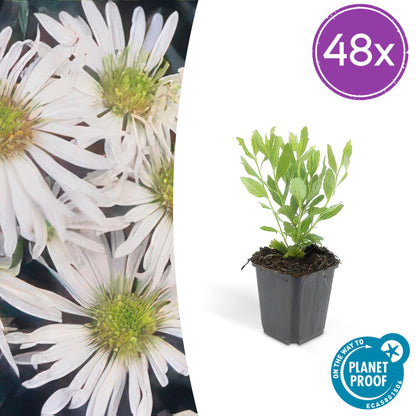 Aster ageratoides ‘Ashvi’ met witte bloemen, 50–70 cm hoog, winterharde tuinplant in volle zon