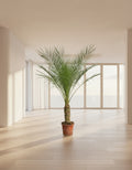 Phoenix Roebelenii op stam | Kamerplant - Planttoday