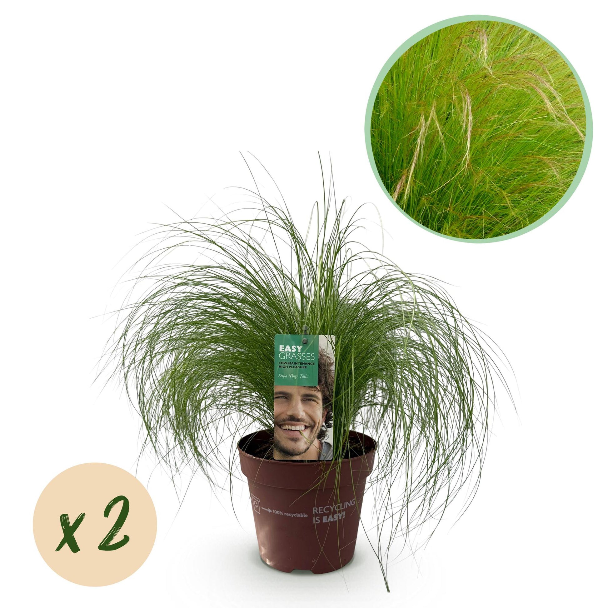 "Stipa tenuifolia ‘Pony Tails’ – siergras met fijne, golvende bladeren, set van 2 planten in pot Ø17cm, hoogte circa 50cm."