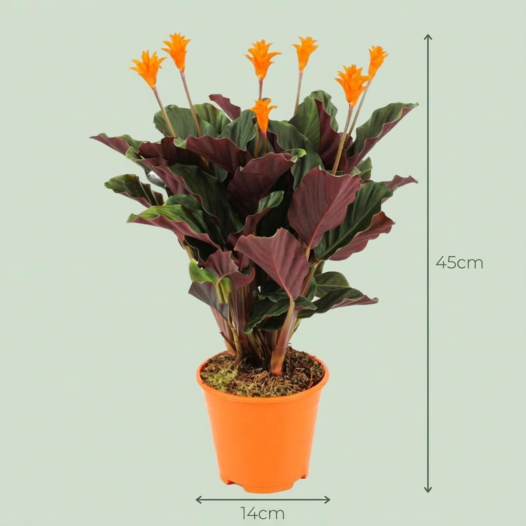 2 x Calathea Crocata | Kamerplant