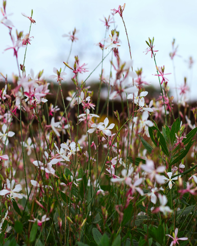 Luchtige tuinplant met witte bloemen voor zonnige borders