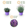 Lavandula angustifolia ‘Munstead’ | Geurige Lavendel