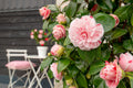 Groenblijvende camellia met roze bloemen voor tuin en terras