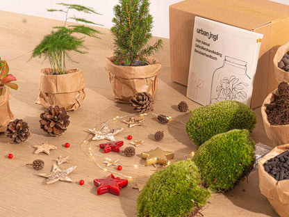 DIY kerst terrarium pakket met mini-kerstboom en drie planten